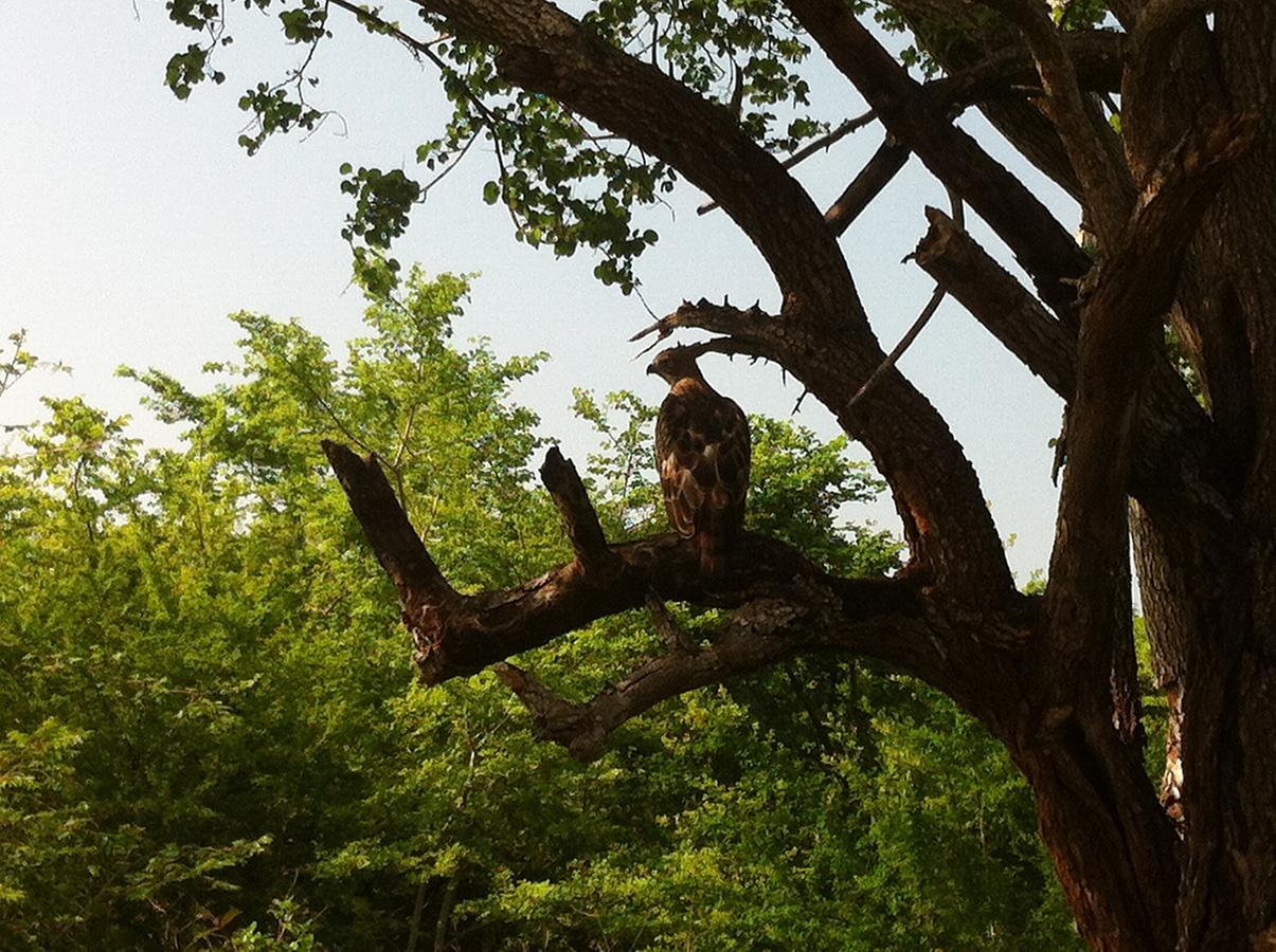 Villa Atha Safari & Riverside *