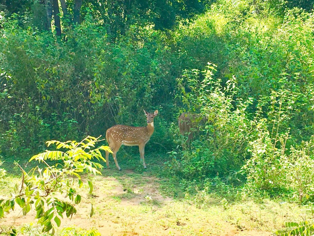 Atha Safari & Riverside Udawalawe