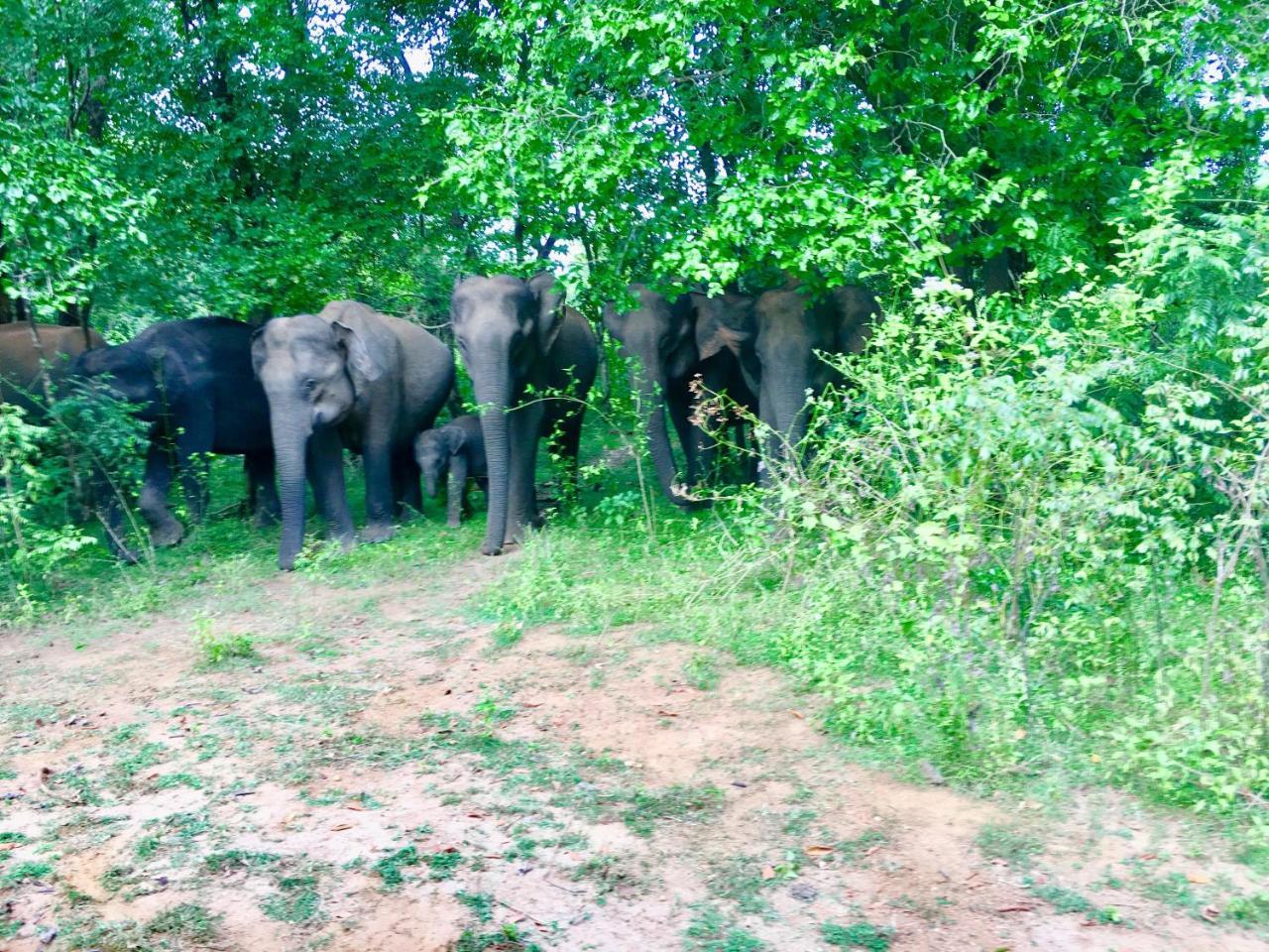 Atha Safari & Riverside Villa