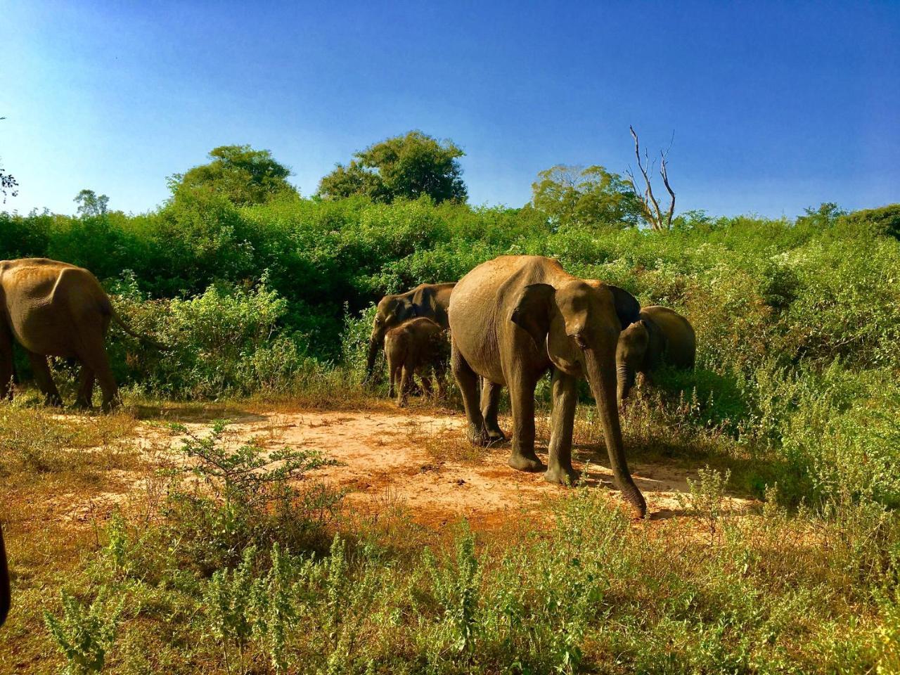 Atha Safari & Riverside *