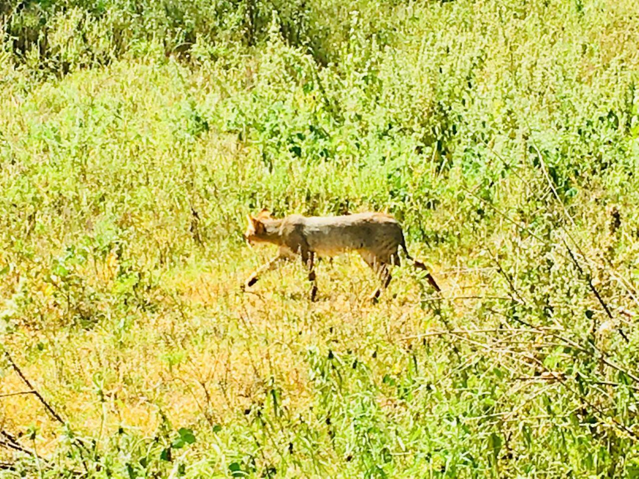 Atha Safari & Riverside Villa